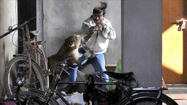 Leopar saldrd insanlarn birini bandan yaralad.