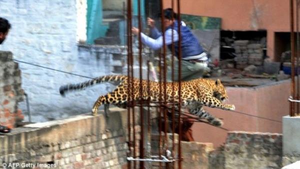 Leopar deheti  Hindistan&#8217;n Uttar Prade blgesinde bir hastaneye giren leopar, 12 saat boyunca hastanedekilere korkulu anlar yaatt. Uzun uralar sonucu hastaneden karlan leopar, 1 polis memurunu ise yaralad.