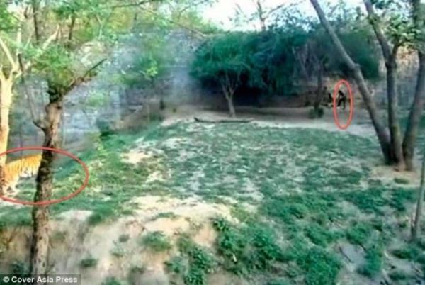 Kaplanlarn ortasna atlad oke eden olay Hindistan'da yaand.