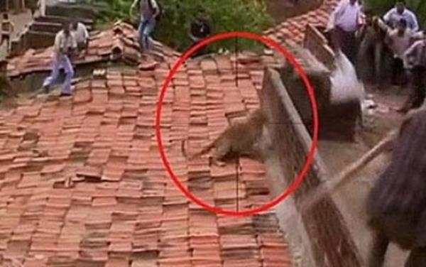 Tavan arasndaki takrtlarn byk bir fare veya kutan geldiini sanarak evreye toplanan kyllerden rkerek insanlara saldran leopar nne gelene saldrd.