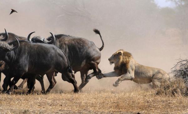 Gney Afrikal fotoraf Jay van Rensburg Kruger Ulusal Park'nda bir buffalo srsne saldran aslanlar grntledi.