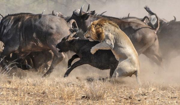 te aslanlarn faka bast o anlar...