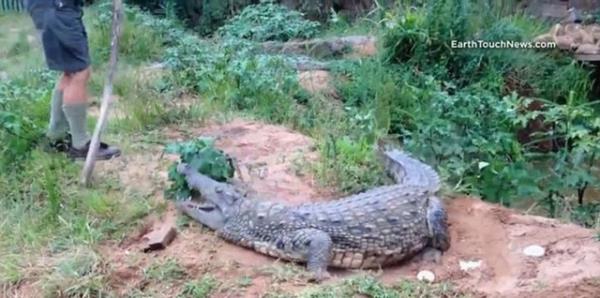 Gney Afrika'da bir timsah iftlii sahibi olan 73 yandaki Peter Watson az kalsn canndan oluyordu...