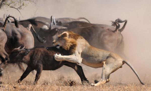 Pusuda bekleyen ve saldrya hazrlanan aslanlar srdeki yavru buffalonun zerine ulland.Fakat anne buffalonun baka planlar vard...