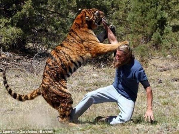 Miller, yine bir kaplan eitim iin karsna ald.