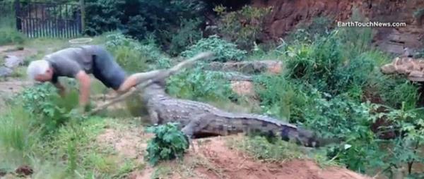 Timsah adam bacandan yakalad gibi yere frlatt...