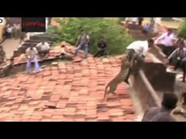 Tavan arasna nasl girdii anlalmayan ve kiremitlerin sklmesiyle alan delikten frlayan leopar korkuyla evredekilere saldrd. O anlar kameralar tarafndan saniye saniye grntlendi.
