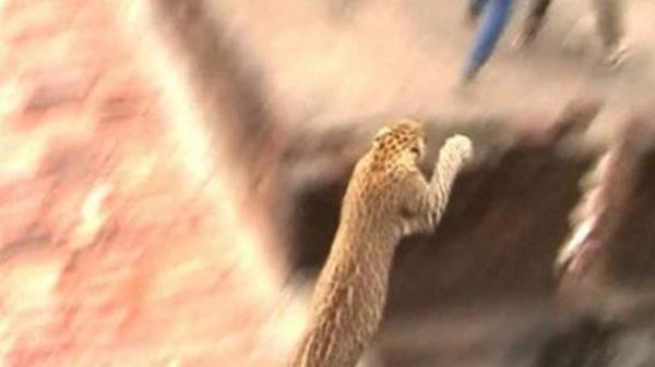 Hindistan'n batsndaki Maharashtra kentine bal Ballarpur kynde bir evin atsndan sesler duyan kyller atdaki kiremitleri sknce ne uradklarn ard.