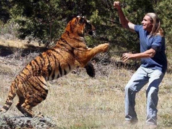 Randy Miller, Hollywood filmleri iin kaplan eitiyor.