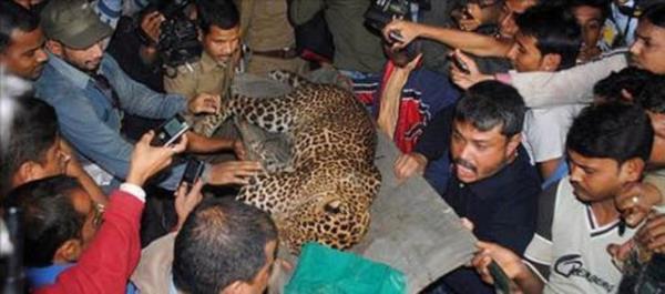 Vahi leopar zar zor etkisiz hale getirildi.