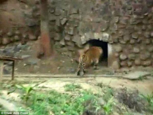 Gmleini kartarak kaplanlar kovalayan adam ziyaretileri dehete drd.