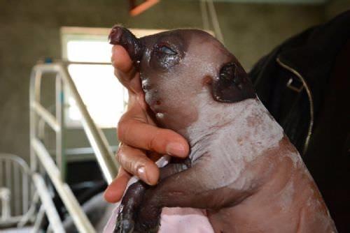 Dnyaya geldikten 2 saat sonra ld. Hayvann sahibi ldkten sonra onu dondurarak saklad.