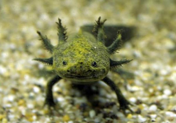 Aksolotl  <br>  Aksolotllar (Ambystoma mexicanum) kaplan semenderi grubuna ait Meksika semenderlerinin en tannm yelerindendir.    Ait olduu snfn dier yelerinin aksine aksolotllar bakalam geiremediklerinden suda yaamak zorunda olan canllardr. Dier semenderler bakalamlarn tamamladktan sonra (tamamen suyu terk etmeseler bile) karadaki yaama da uyum salayabilirlerken aksolotllar bunu baaramazlar. Erikin bir aksolotl (1.5 ya da 2 yanda) genellikle  25 cm boyundadr, bununla birlikte 15 ila 45 cm uzunluklar arasnda olabilirler; ancak 30 cmden uzun aksolotllar pek de bulunmaz. Aksolotllar vcut yaps olarak tipik bir semenderle ayn olsa da, kafasnn yanlarnda bulunan solungalaryla onlardan ayrlr. Gzkapaklar yoktur.