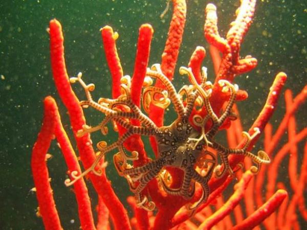 Sepet Yldz    <br>Bu deniz yldz tr kollarnda bulunan mikroskobik kancalarla minik avlarn yakalayp azna doru yavaa gtrr. Genellikle geceleri avlanr fakat beslenmek iin gndz bekler.