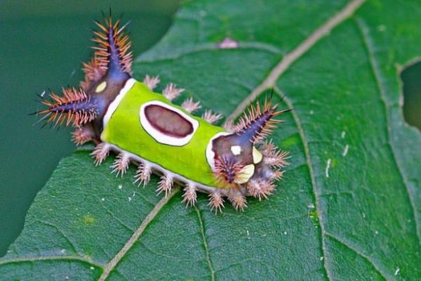 Semer srt trtl.  <br>  Bu irin yaratk kelebek oluncaya kadar yrtclardan korunmak iin rahatsz edici bir zehir salglar.