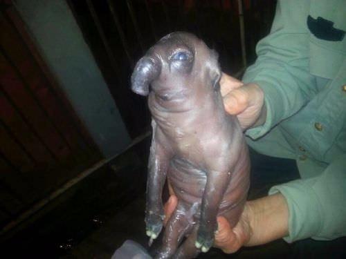 Aslnda ne olduuna karar verilemeyen canlyla ilgili akla gelen ilk ihtimal bir fil ile domuzun iftlemi olmas.