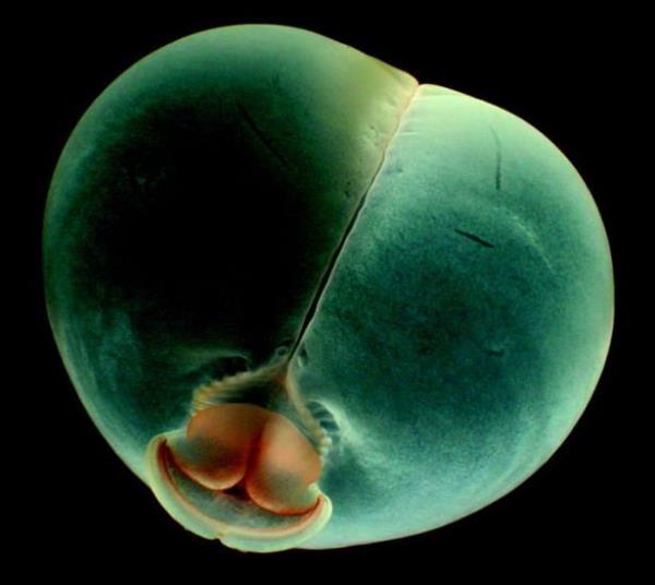 Pigbutt solucan<br>    Bu havyann domuz poposunu andran ekli sebebiyle ismi 'Pigbutt' konulmutur. Okyanus yzeyinin 3000 feet altnda yaarlar.