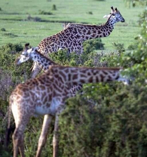 Krk boyunla 5 yl geirden zrafa artk hayatn normal olarak srdryor.