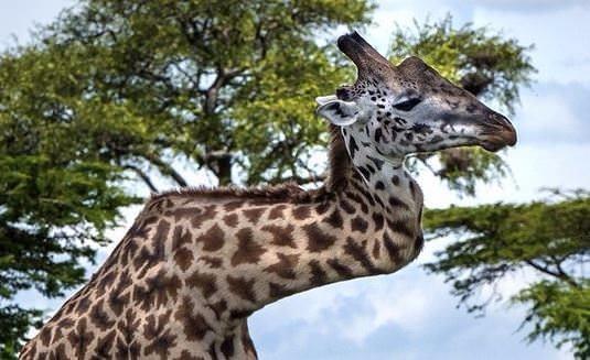 Bundan 5 yl nce diilere sahip olabilmek iin baka bir erkek zrafa ile kavga eden bu hayvann boynu krlm.