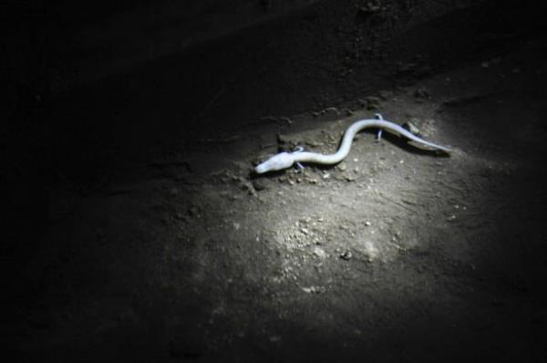 Latince ismi Proteus Anguinus olarak betimlenen "nsan Grnml Balk", Avrupa maaralarnda yaayan tek omurgal hayvan tr.