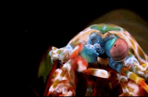 Mantis Karidesi  <br>  Mantis karidesinin gznde 12 renk reseptr vardr. Yeri geldiinde kskalaryla 80 kph'lik bir hzla rakiplerine vurabilirler.