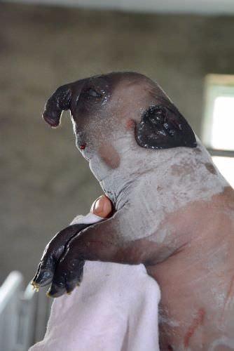 Ardndan ekilen fotoraflar basna datld.