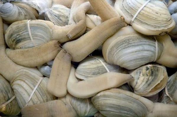 Geoduck<br>    Panopea generosa olarak bilinen bu istiridyemsi canlnn ekli biraz manidar. Uzun yaamas ( 140 yl ) ve bir seferde 5000 diiyi dlleyebilmesi sebebiyle iktidarszla are olabilecei dnlerek tketilen bir canldr. Tek doal dman insanlardr.