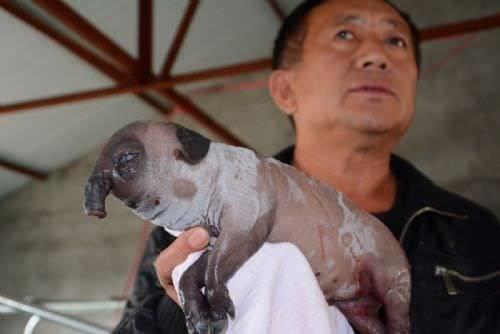 in'in Jilin eyaletinde bir domuzun dourduu bu hayvan herkesi artt.