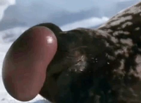 Balonlu fok  <br>  Erkek balonlu foklar diileri etkilemek iin burun deliklerinin birisinden karttklar balon benzeri yapy iirebilirler.