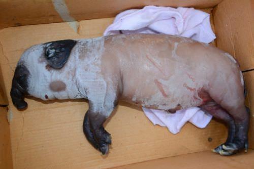 Dnyaya geldiinde az olmayan 2 buuk kilogram arlndaki tuhaf hayvan sadece 2 saat yaayabildi.