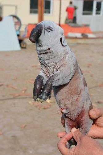 Bu grnty gren herkes bunun bir fil olduunu dnd. Ancak bu hayvan bir fil deil bir domuz.