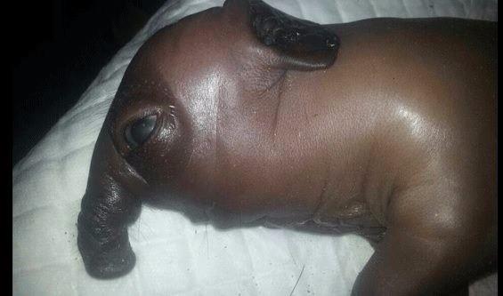 Byle bir hayvan grmediniz