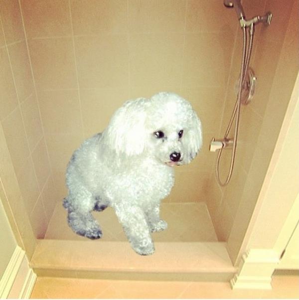 Kpeklerine lks banyolar yaptryorlar