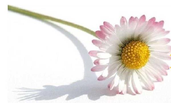 1- Rusya'da iek vermek gibi yaygn bir gelenek vardr. Ancak icek vermenin de bir riteli vardr. Vereceiniz icek says mutlaka tek olmaldr, nk ift sayl icekler sadece cenazelere gider.