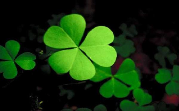 9- Drt yaprakl yonca, Hristiyan aleminde kutsal bir yaprak olarak anlr. Kurutup defter arasnda saklamak mr boyu ans getirir. rlandallara gre vatan kem gzlerden korur. 4 yaprakl yonca zor bulunduu iin tm toplumlarda uurlu saylr.