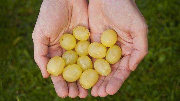 in elenceli taraf ise neredeyse hi kimsenin bir dakika iinde 12 tane zm yemeyi baaramyor olmas.