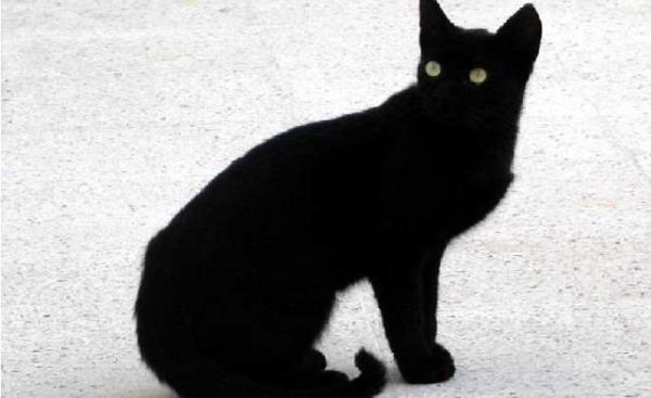 4- Almanlarn drtte biri soldan gelen bir kara kediyle karlamaktan korkuyor, nk bunun uursuzluk getireceine inanyorlar. Fakat pek ok lkede olduu gibi kayan bir yldz grnce dilek tutmay da ihmal etmiyorlar.