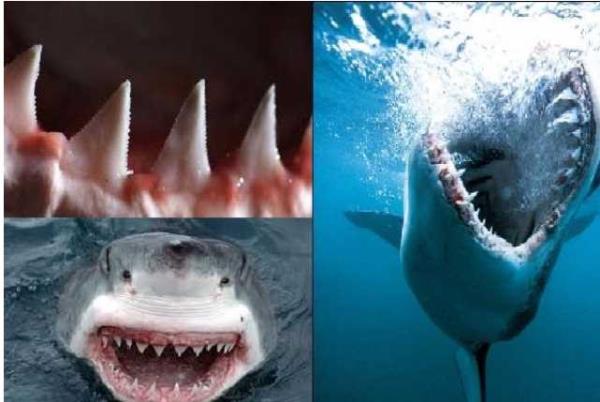 8- ngilizler kpek bal diinin ans getirdiine inanr. Di eer boyuna taklrsa, en byk ans o kiiyle olur. ngiltere'ye gittiinizde yolda boynunda di asl birini grrseniz bilin ki bunun nedeni diin ans getireceine inanmasdr.