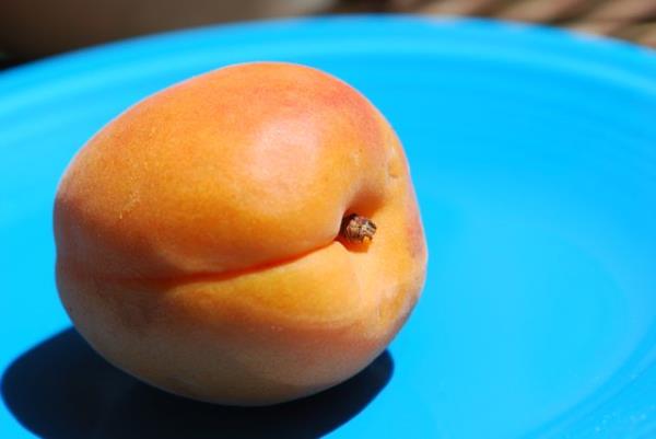 *Kays iyi bir betakaroten kayna olup,akcier ve mide kanserlerinden koruyucu zellie sahiptir.