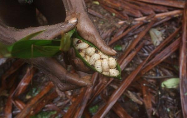 1970'lerde Johannes Veldhuizen ve Henk Venema adl iki Hollandalnn ban ektii bir misyoner grubu, ilk kez Korowai kabilesiyle iletiime gemiti. Korowai, bilinen son yamyam kabile olduuna ilikin haberlerin kmasnn ardndan "ne kavumutu."