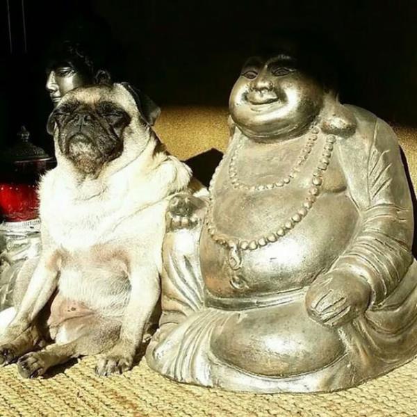 Buddha taklidi yapan kpek