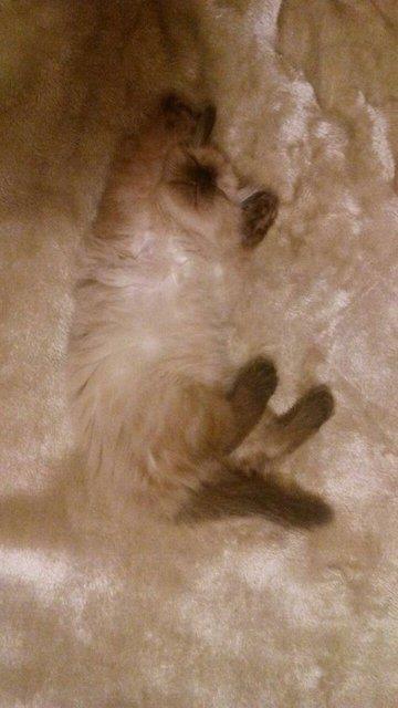 Battaniye ile btnlemi kedi