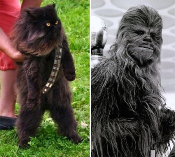 Chewbacca grnml kedi