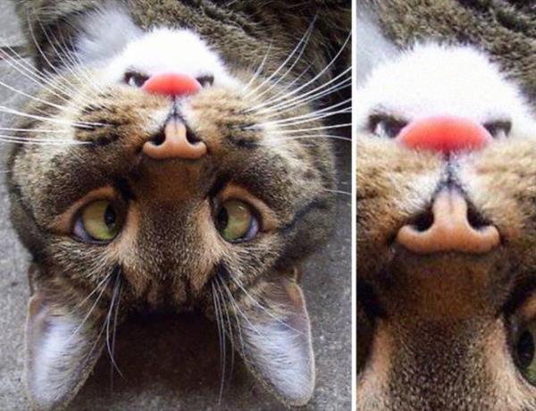 Hangisi hangisini taklit ediyor?