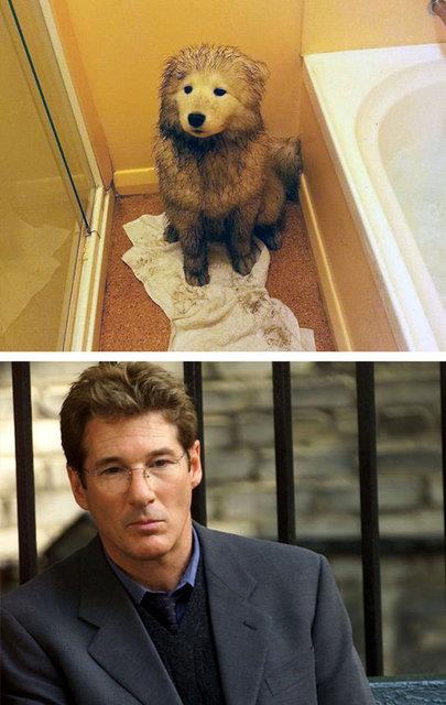 Richard Gere'a benzeyen sevimli kpek