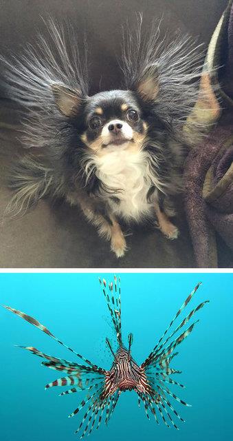 Aslan bal taklidi yapan sevimli kpek