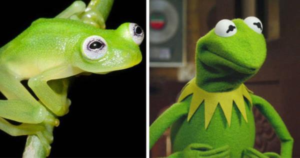 Kurbaa Kermit gerekmi!