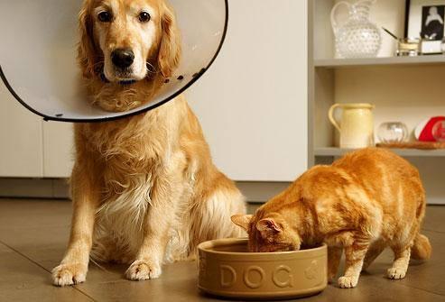 Her canlnn doumundan lumne kadar kalp ats says aagi yukari aynidr.(nsan, kedi, kpek vs)