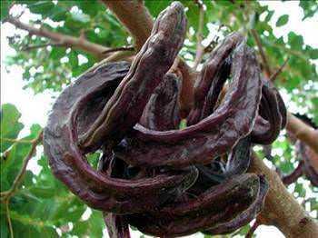 nsanln korkulu ryas akcier kanserini %90 orannda nleme gcne sahiptir.