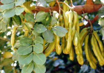 Barsak kurdu, tenya, solucan gibi barsak parazitlerini temizler. Mideye kuvvet verir. Yksek mineral ve vitamin ierii ile de di ve di etleri zerinde ok olumlu etkileri vardr.